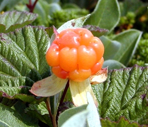 Bakeapples (Cloudberries) in Labrador