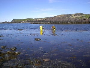 Picking Mussels in Labrador
